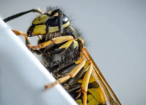 Extermination de nid de guêpes à Cuguen, Combourg, Epiffusion